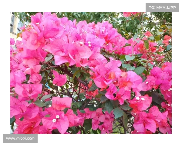 从《杜鹃花》到《永远的杜鹃花》 抗战名歌的传承与仲恺学院的文化重聚 从《杜鹃花》到《永远的杜鹃花》 抗战名歌的传承与仲恺学院的文化重聚
